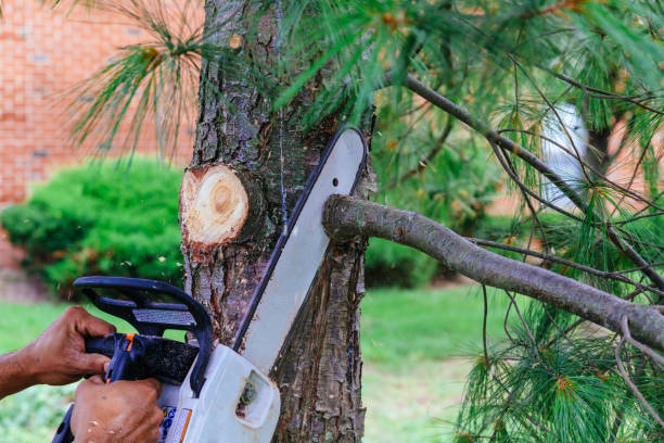 How Our Tree Care Process Works  in Harbison Canyon, CA